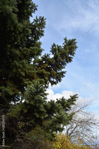 Evergreen fir tree in the park in autumn.