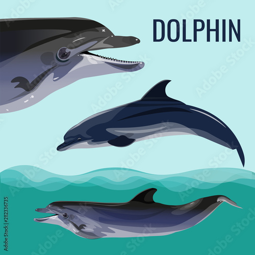 Tablou canvas Dolphin set vector