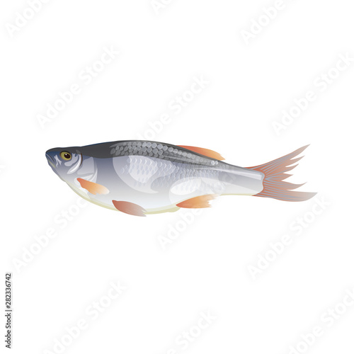 Freshwater fish roach
