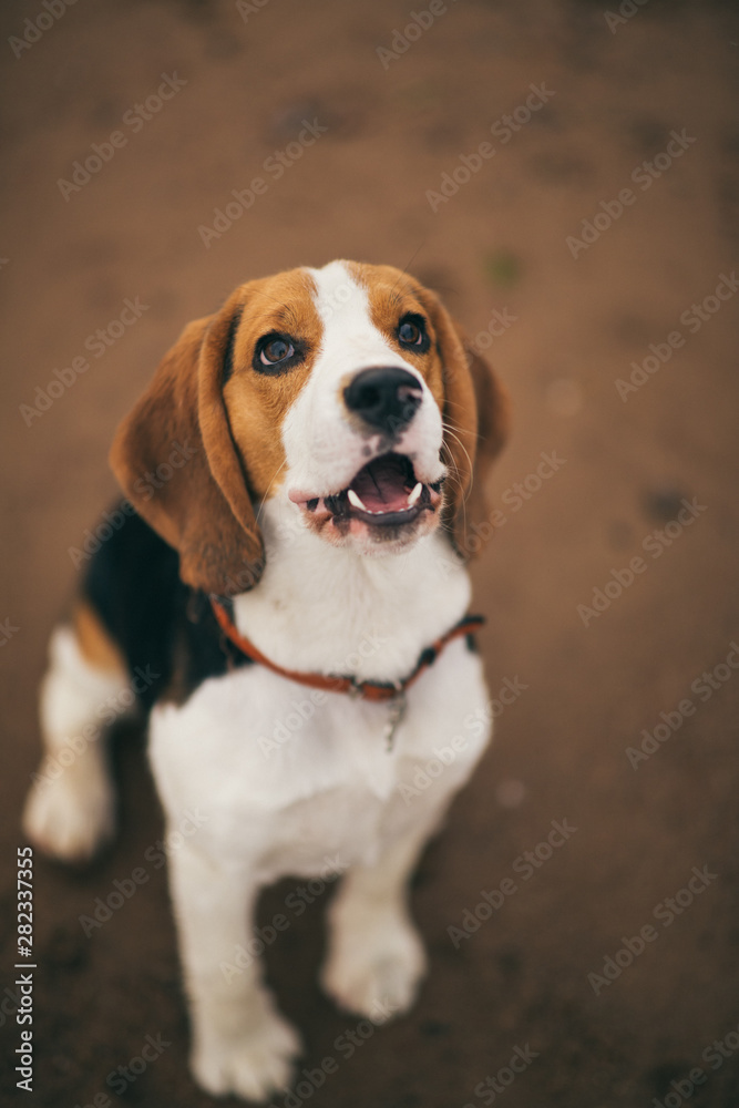 Small dog, beagle puppy walking on the beach
