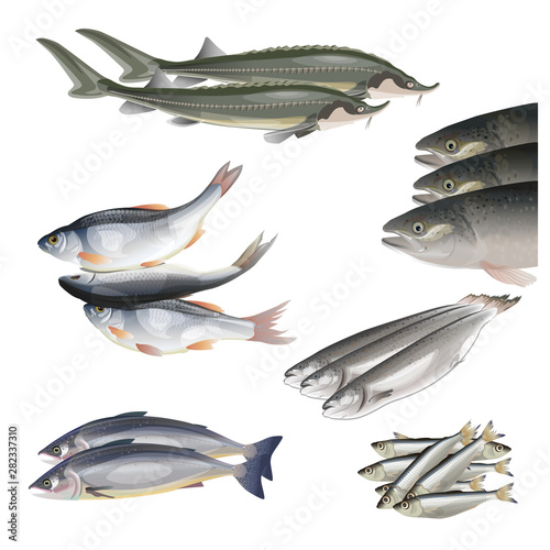 Set of vector fish