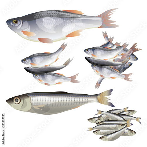 Set of vector fish