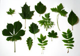 Many green leaves scattered on white background.