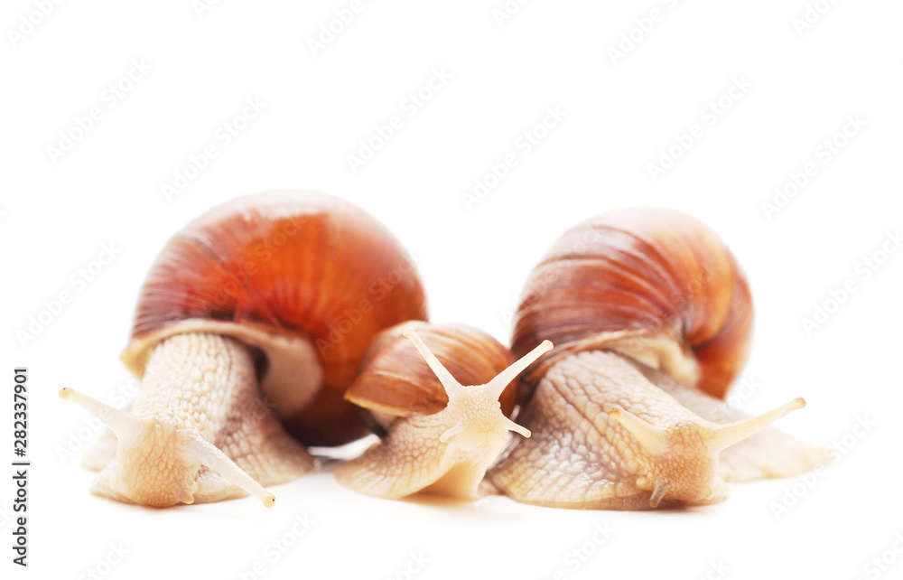 Thee beautiful snails.