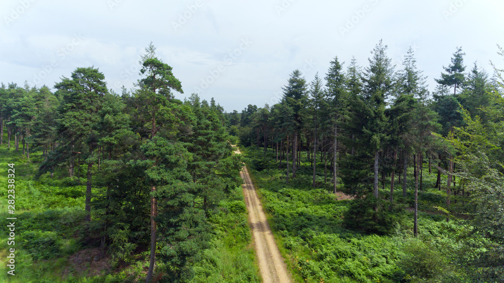 Fototapeta premium Aerial view of path between pine trees and green fern in a forest .