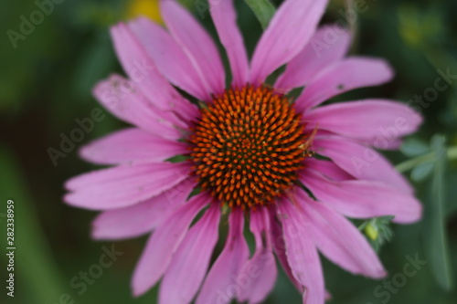 Pink Flower