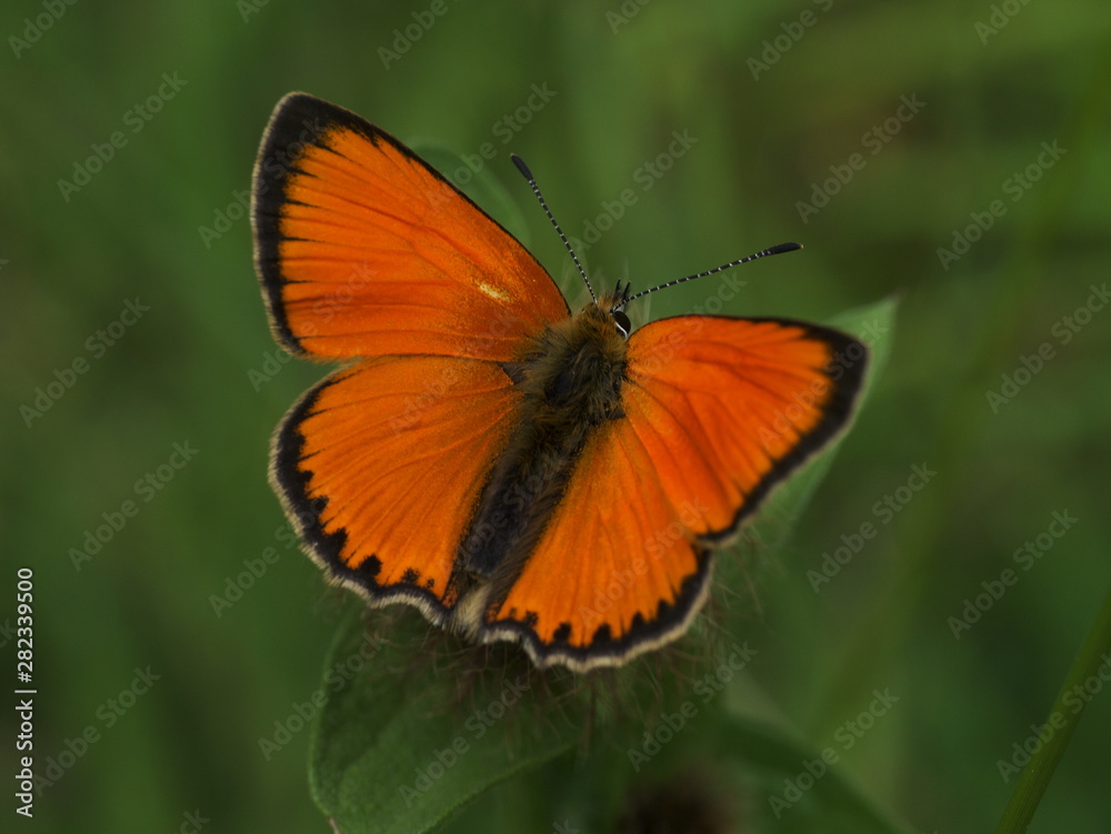 Dukatenfalter, Lycaena virgaureae Dukatenfalter, Lycaena virgaureae