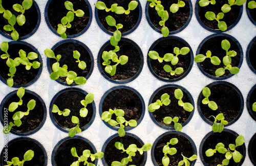 Young Plants Sprout in Potty Block Greenhouse