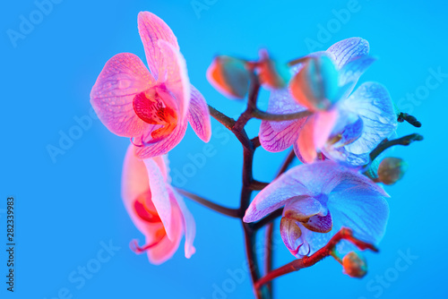 delicate pink Orchid with dew drops close-up on light blue background