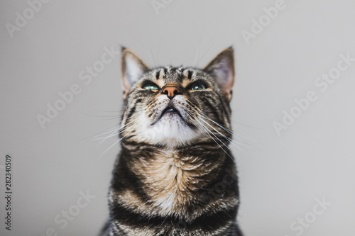 Close up portrait of a tabby and white cat with green eyes against a seamless background