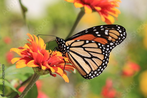 Butterfly on orange flower © jerzy
