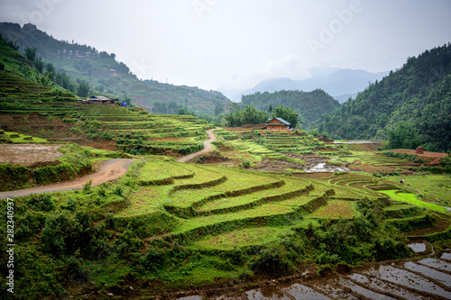 rice paddies on the hills in Sapa Vietnam