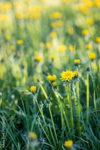 A meadow full of dandelion flowers with long stems © Angela