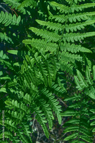 natural background of leaves. Natural green young ostrich fern or shuttlecock fern leaves Matteuccia struthiopteris on each other