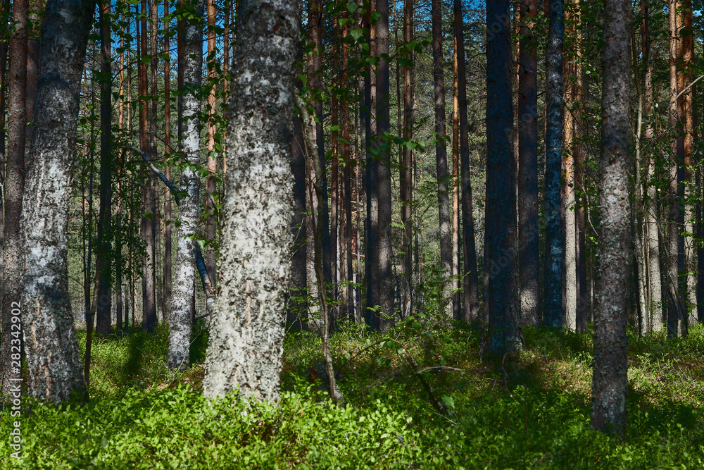 Obraz premium view of the dark forest in summer. Russian forest. nature of Russia. Russia, Kaluga region