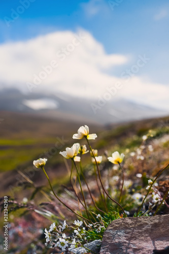 Wallpaper norway landscape nature of the mountains of Spitsbergen Longyearbyen Svalbard   on a flowers polar day with arctic summer in the sunset 
