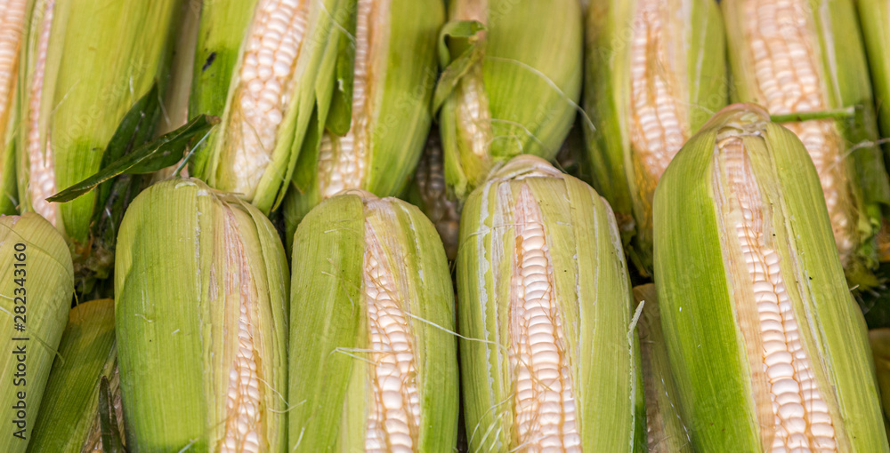 Fresh White Corn in a Vegetable Market Fresh White Corn in a Vegetable Market