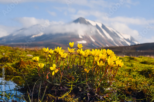 Fototapeta Naklejka Na Ścianę i Meble -  Wallpaper norway landscape nature of the mountains of Spitsbergen Longyearbyen Svalbard   on a flowers polar day with arctic summer in the sunset 