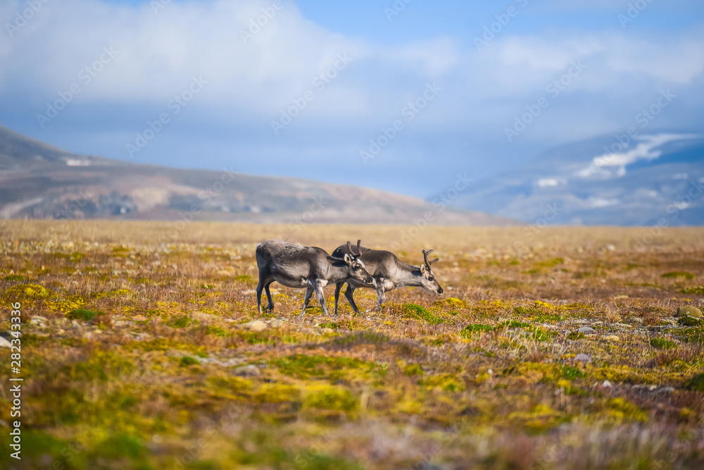 Naklejka premium Landscape with wild reindeer. Summer Svalbard. with massive antlers horns deer On the Sunset, Norway. Wildlife scene from nature Spitsbergen