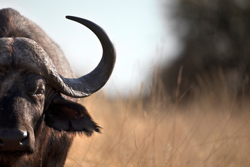 Fototapete Büffel Kapbüffel-Porträt in afrikanischer Steppe  © Pedro Bigeriego