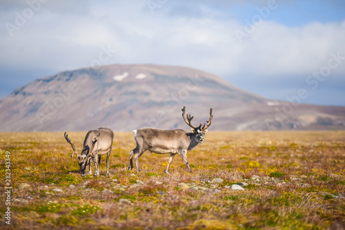Landscape with wild reindeer. Summer Svalbard. with massive antlers horns deer On the Sunset, Norway. Wildlife scene from nature Spitsbergen 
