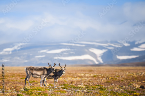 Fototapeta Naklejka Na Ścianę i Meble -  Landscape with wild reindeer. Summer Svalbard.  with massive antlers horns deer  On the Sunset, Norway. Wildlife scene from nature Spitsbergen 