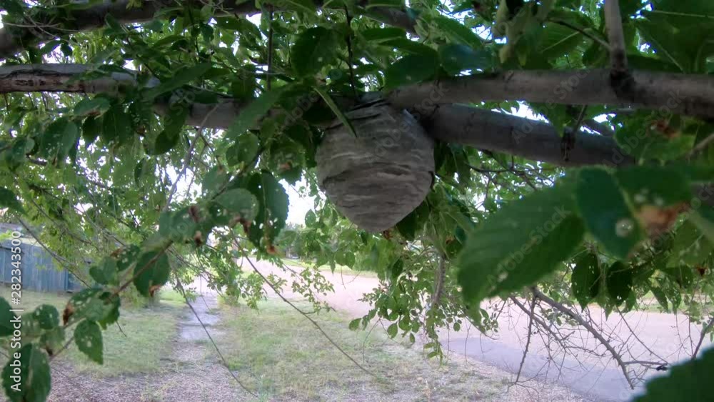 Bee nest in a tree hanging on a branch up close on a sunny day. Bee nest in a tree hanging on a branch up close on a sunny day.
