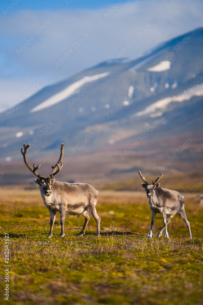 Naklejka premium Landscape with wild reindeer. Summer Svalbard. with massive antlers horns deer On the Sunset, Norway. Wildlife scene from nature Spitsbergen