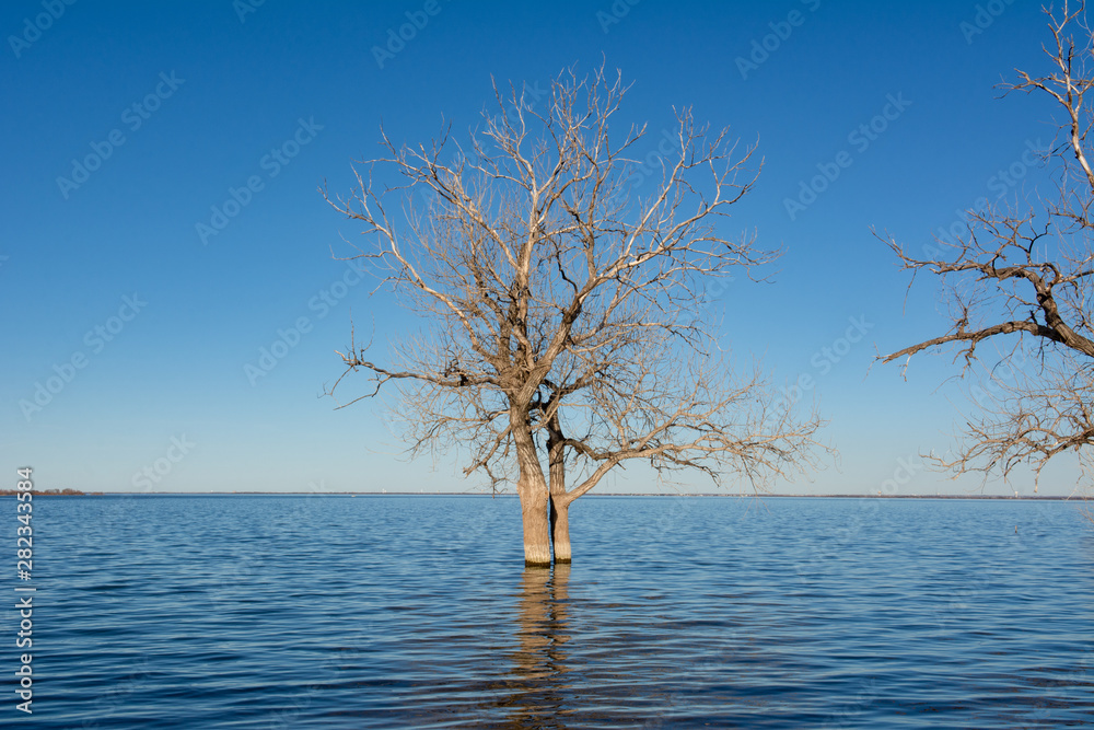 Tree submerged in flooded water in Texas, USA Tree submerged in flooded water in Texas, USA