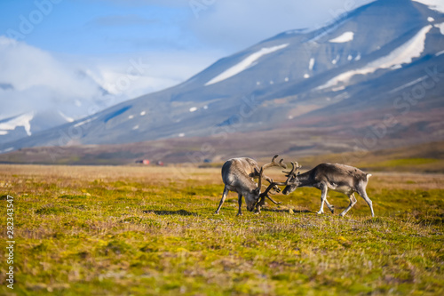 Landscape with wild reindeer. Summer Svalbard.  with massive antlers horns deer  On the Sunset  Norway. Wildlife scene from nature Spitsbergen 