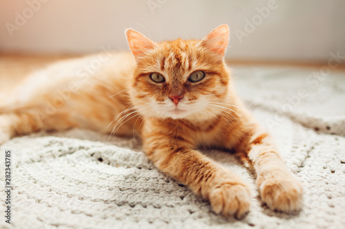 Ginger cat lying on floor rug at home. Pet relaxing and feeling comfortable