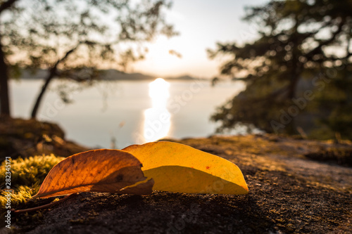 orange leaves on the moss filled rock back lit by the sunlight with blurry sunset scene over the horizon in the background