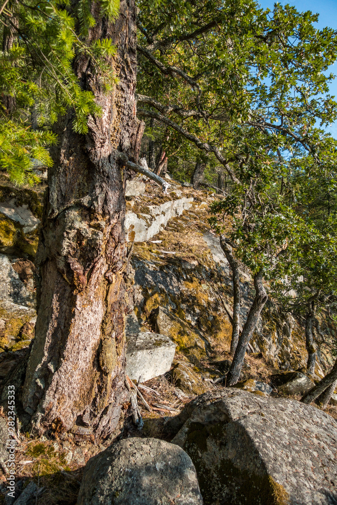 dense arbutus and pine trees grown on the rocky cliff face with mosses covered rocks facing under the sun dense arbutus and pine trees grown on the rocky cliff face with mosses covered rocks facing under the sun