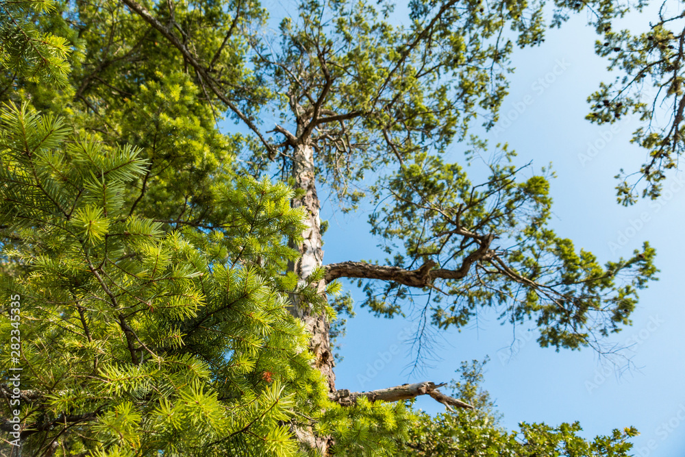 dense pine needles foliage in the forest under bright blue sky with a tall, straight tree grown behind dense pine needles foliage in the forest under bright blue sky with a tall, straight tree grown behind