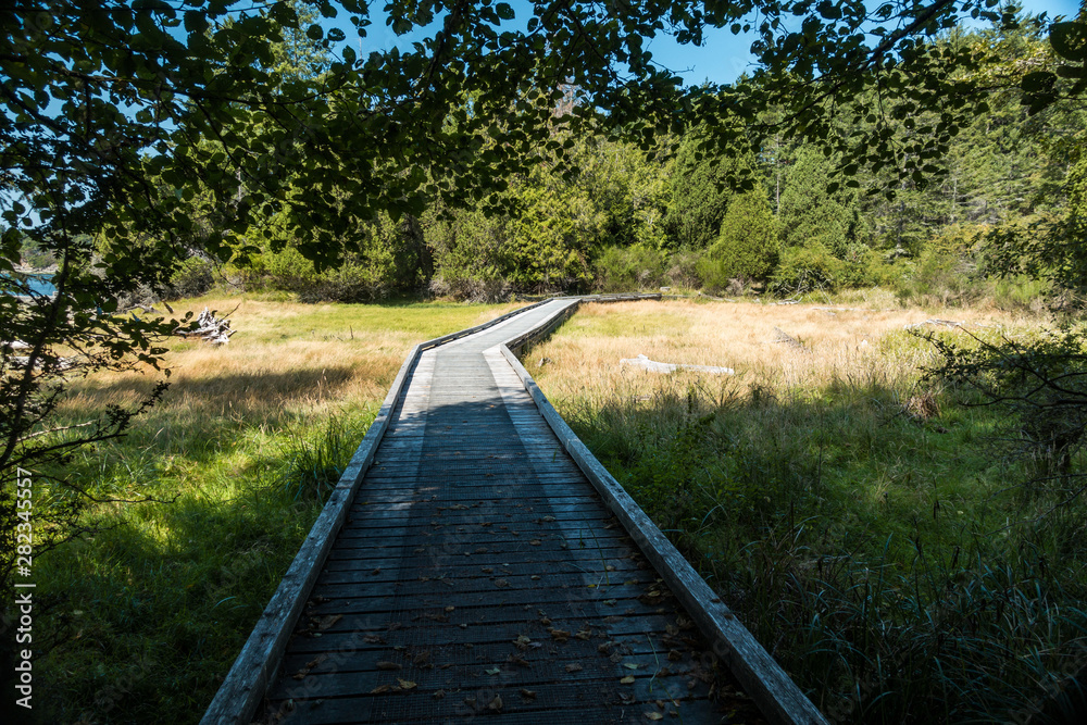 wooden boardwalk path in the middle of the park surrounded by green and brown grasses leading to a dense forest ahead on a sunny day