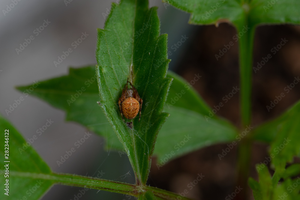 Brown Spider in Leaf 01 Brown Spider in Leaf 01
