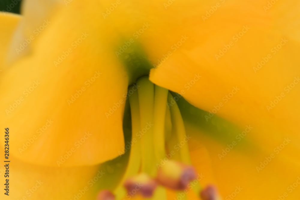 Fototapeta premium Lily Anther Stem
