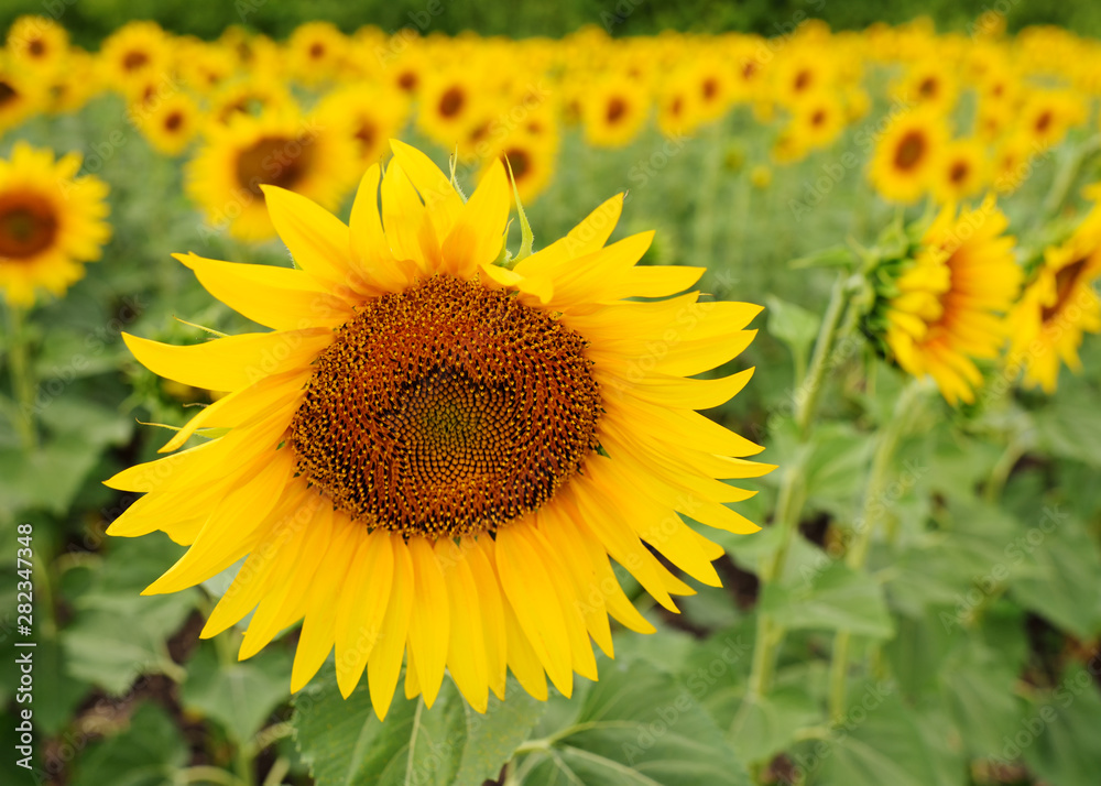 sunflower close-up against a field of yellow flowers