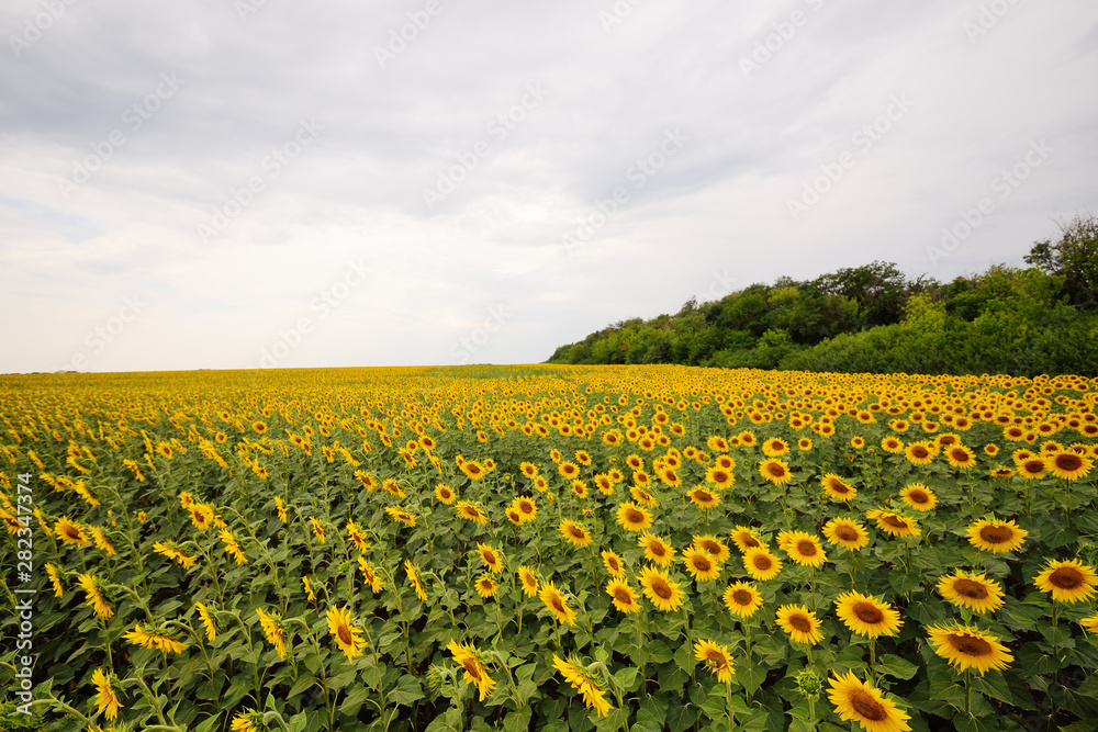 beautiful landscape - a field of sunflower flowers on a sky background. beautiful landscape - a field of sunflower flowers on a sky background.