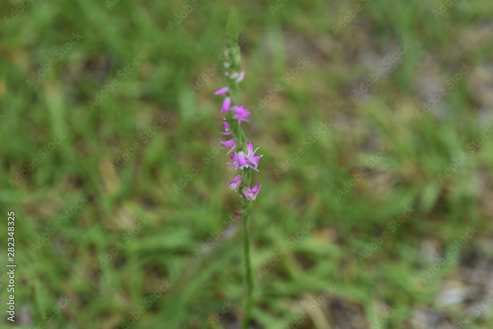 Ladies' tresses (Screw flower) makes a pink spiral floret bloom at a lawn in a park in summer.