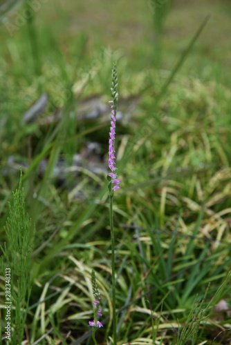 Ladies' tresses (Screw flower) makes a pink spiral floret bloom at a lawn in a park in summer. © tamu