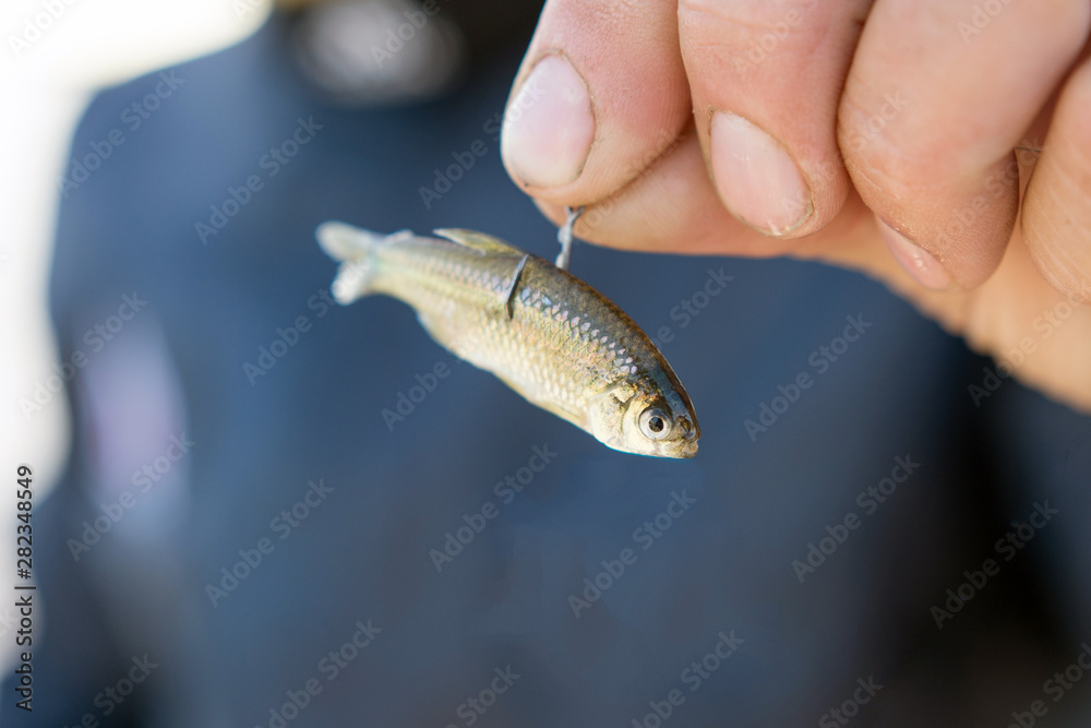 Little Mojarra fish for bait fishing hook Stock-Foto