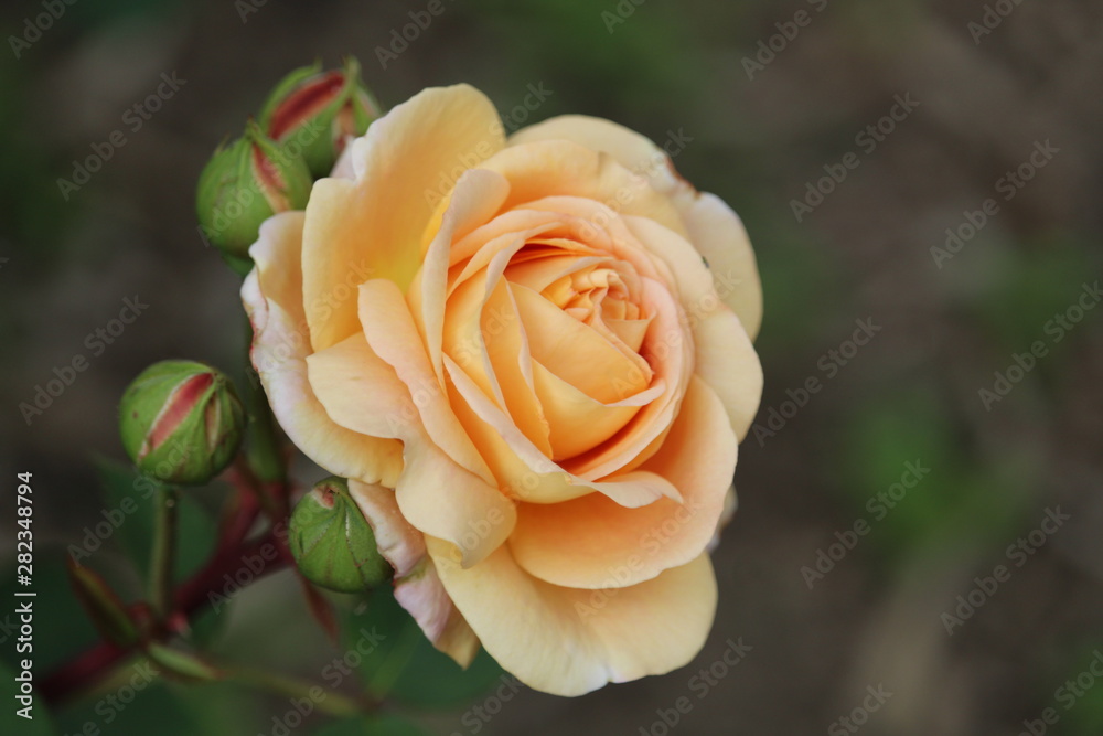 natürliche schöne orange Rose natürliche schöne orange Rose