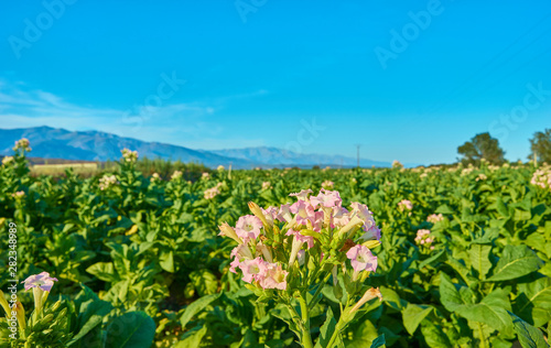 Fields cultivated with tobacco plants. Sprinkler the tobacco fields in summer. Extremadura.. Spain