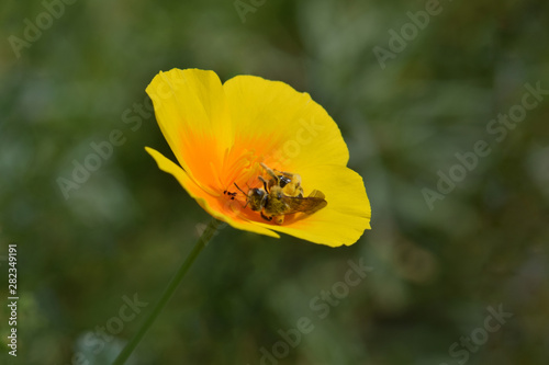 California Poppy Bee 03