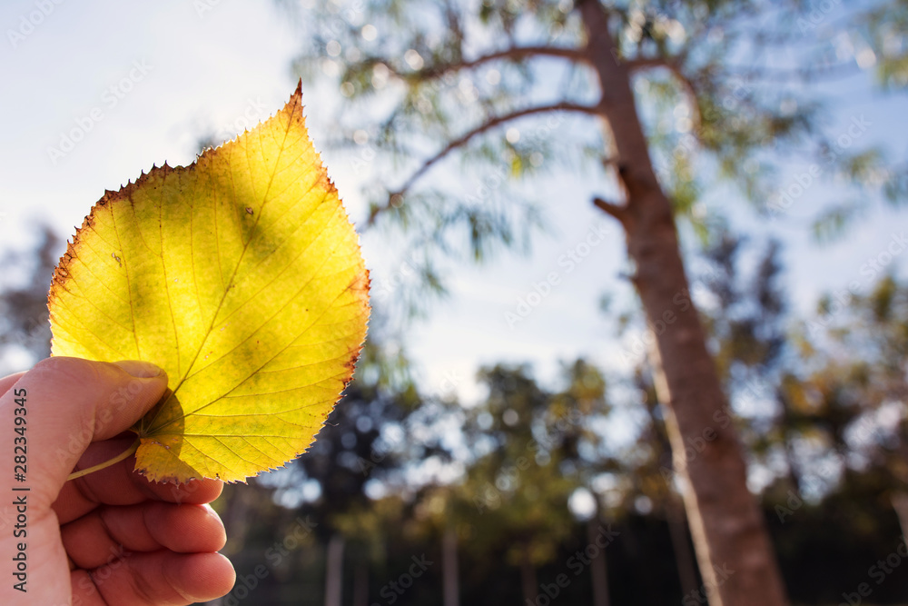 Obraz premium Close up of Yellow autumn Broussonetia papyrifera leaf