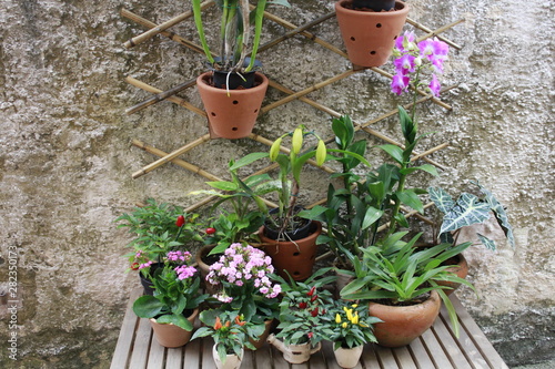 Flores