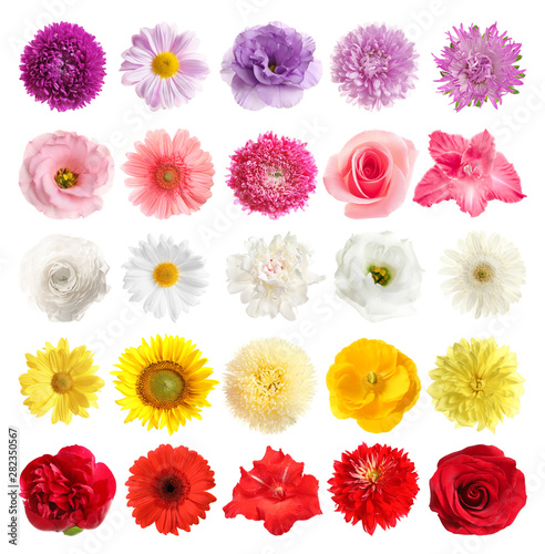 Set of different beautiful flowers on white background © New Africa