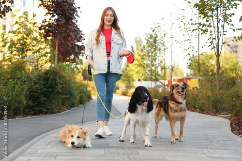 Photography Young woman walking adorable dogs in park