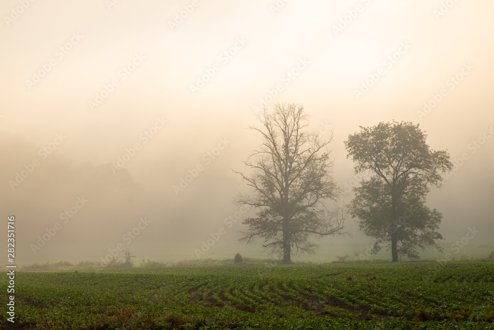 Foggy Dawn Soybean Field